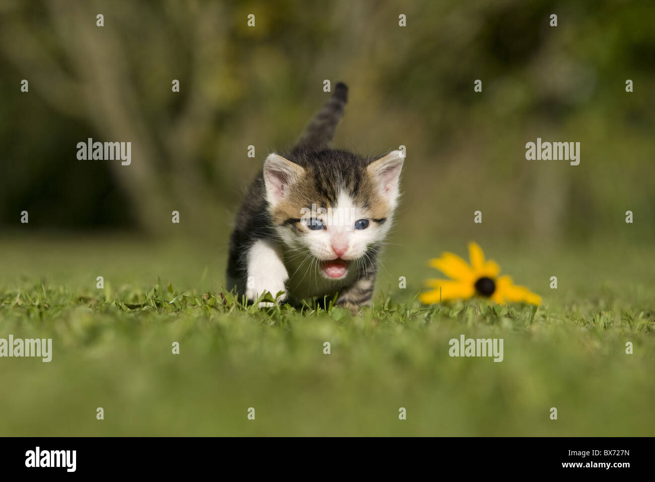 Katze, Kaetzchen gehend auf Wiese, Cat, kitten walking on a meadow Stock Photo