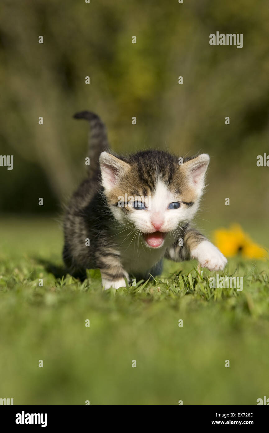 Katze, Kaetzchen, miauend auf Wiese, Cat kitten, miaows on a meadow Stock Photo