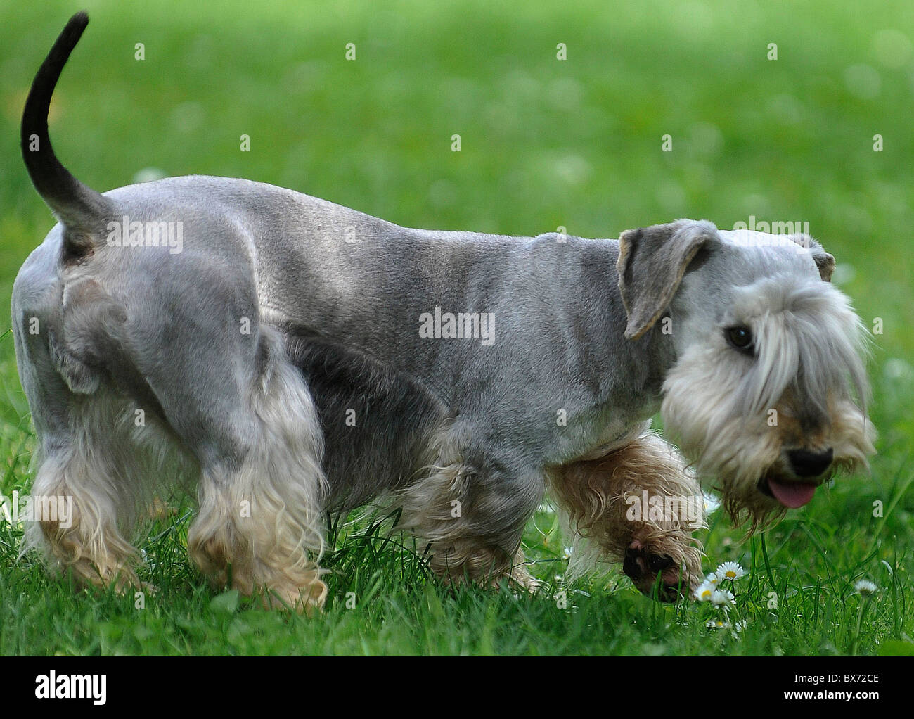 what does a cesky terrier look like