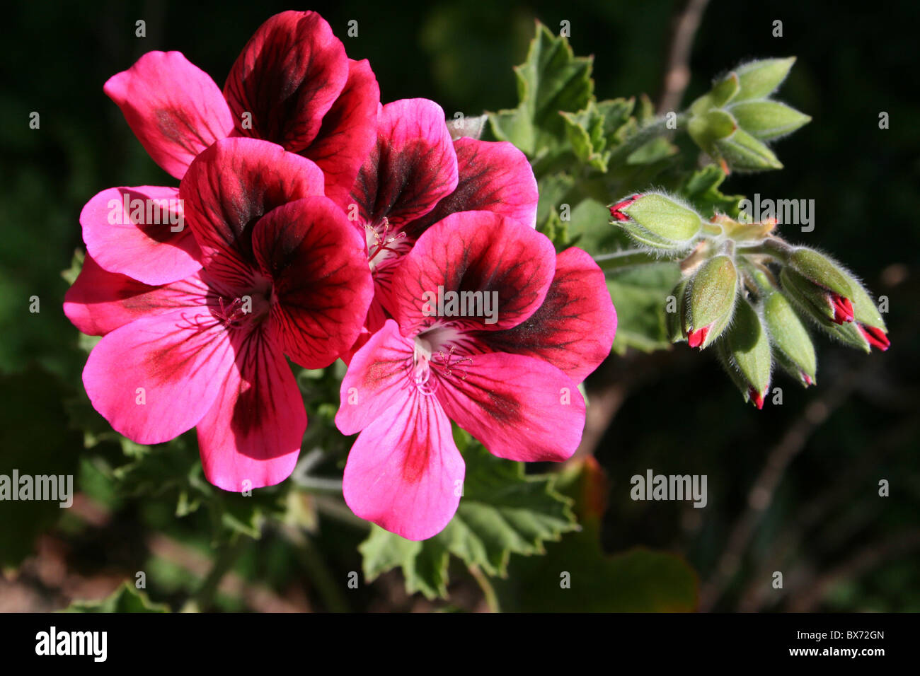 Pink Flowering Geranium Taken In Addis Ababa, Ethiopia Stock Photo