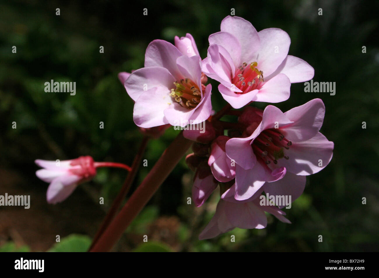 Ethiopian flowers hires stock photography and images Alamy
