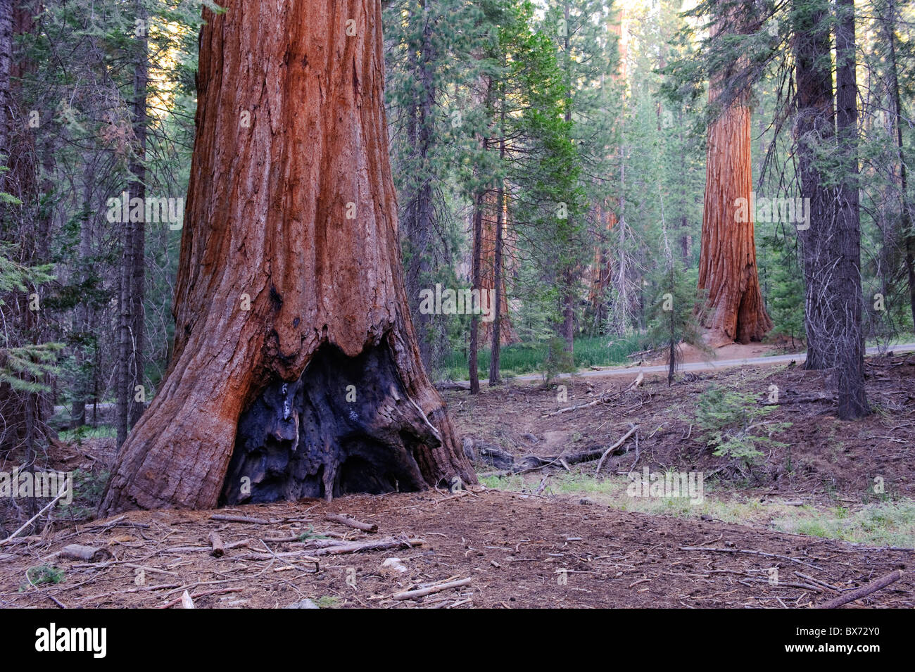USA, California, Yosemite National Park, Mariposa Grove, Giant Sequoias Stock Photo