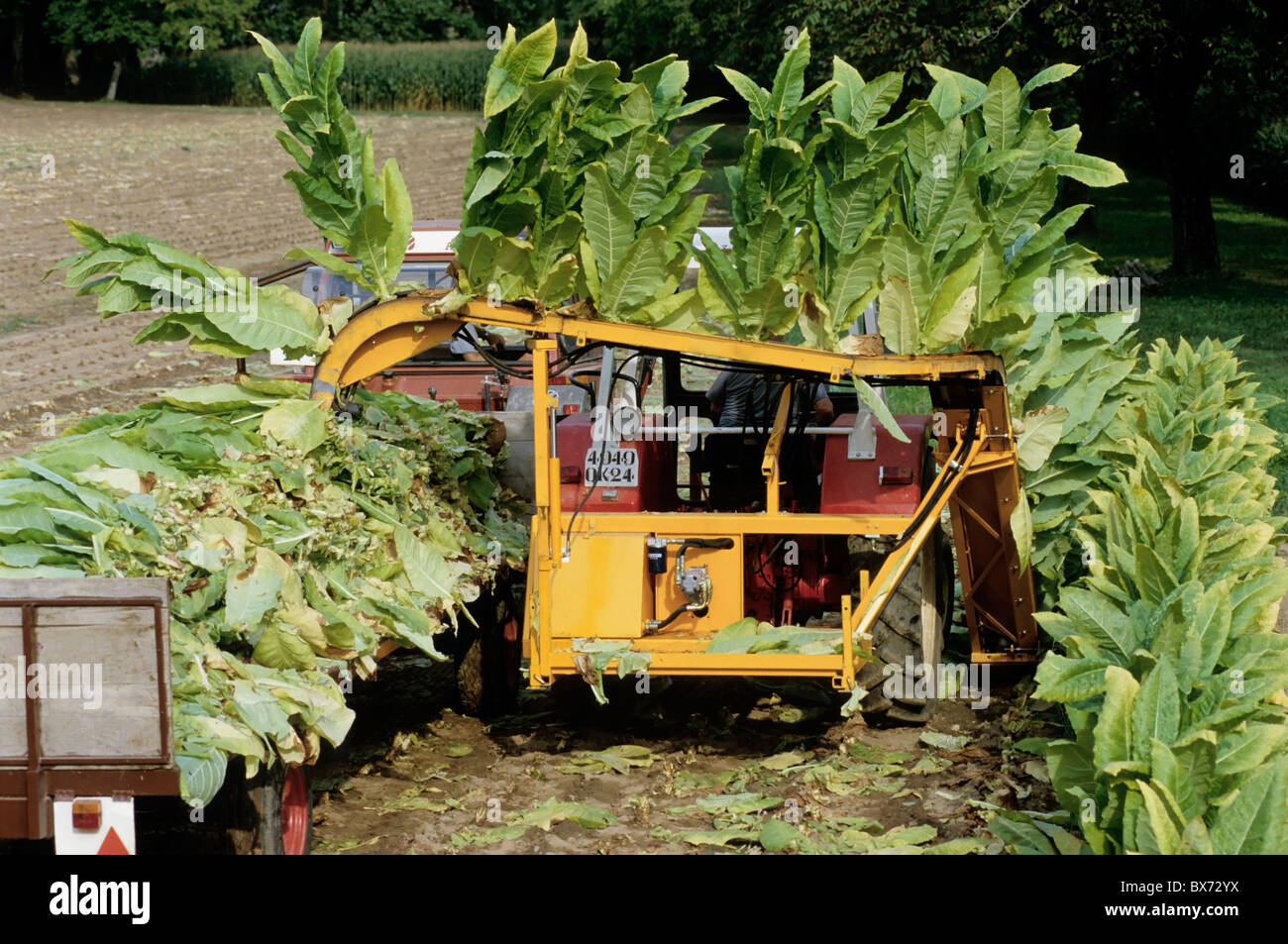 Harvesting tobacco plants in Lot, France Stock Photo Alamy