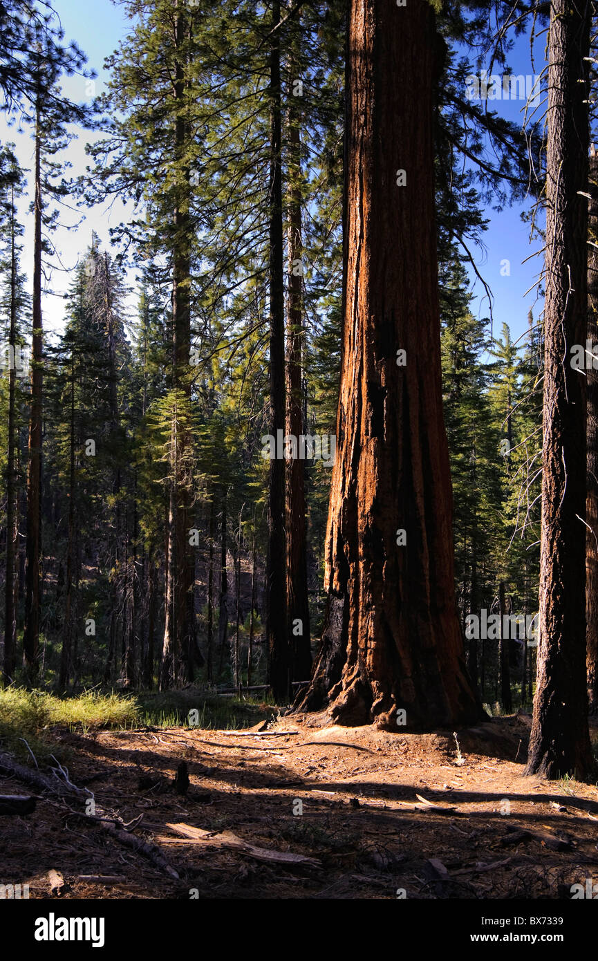 USA, California, Yosemite National Park, Mariposa Grove, Giant Sequoias