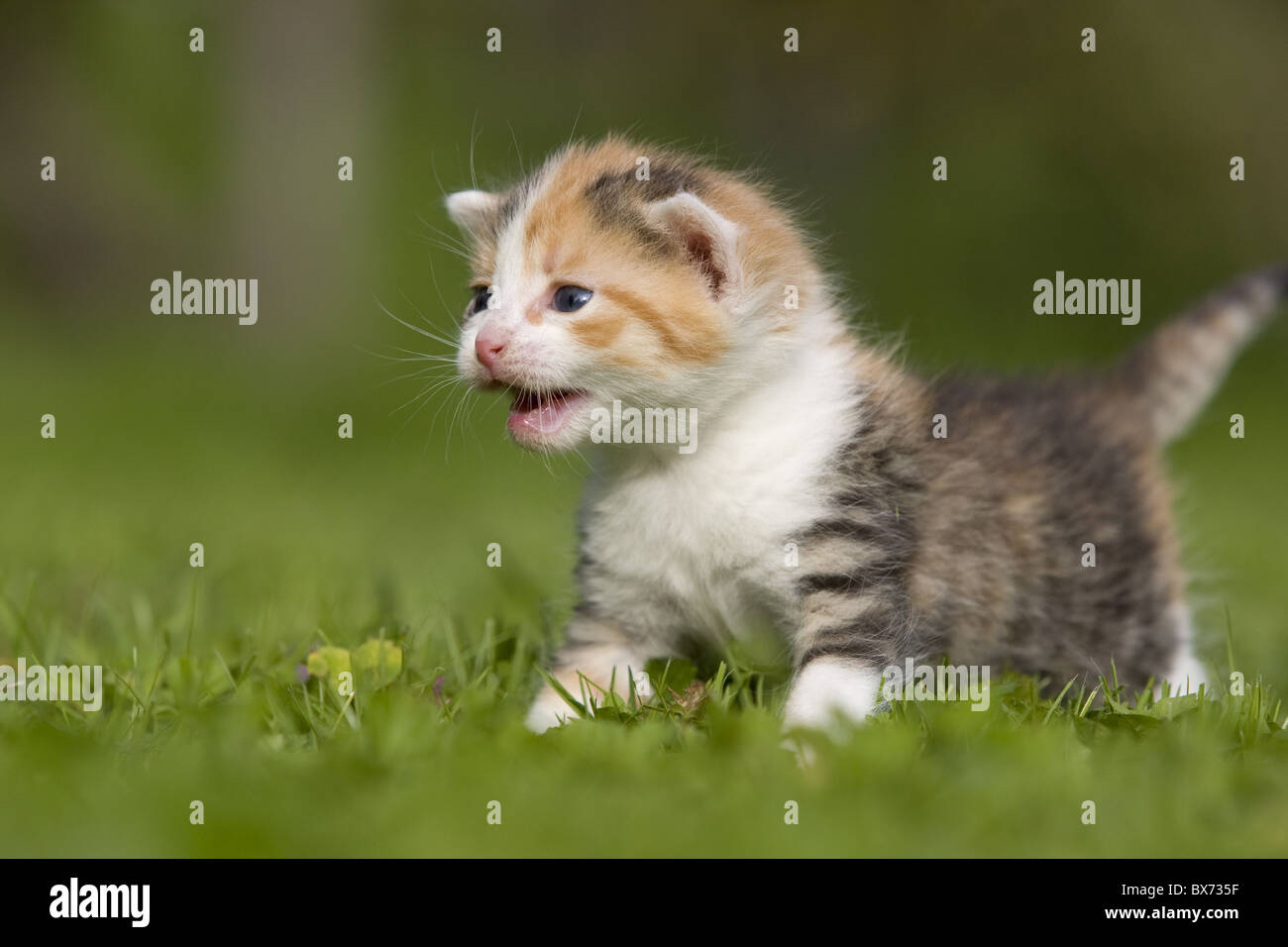 kaetzchen miauend auf Wiese, kitten meow on a meadow Stock Photo