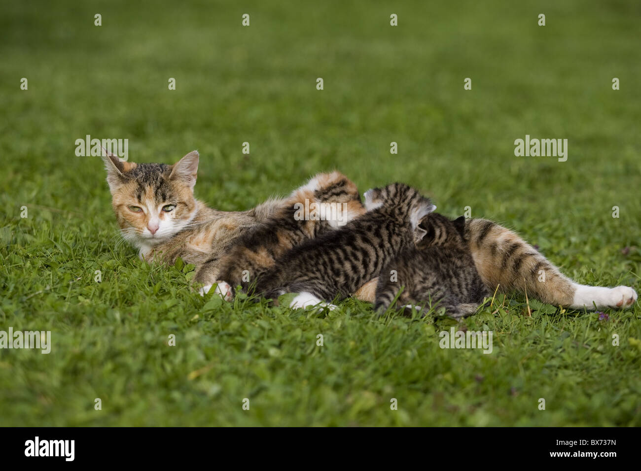 katze saeugt kaetzchen, cat nursing kitten Stock Photo