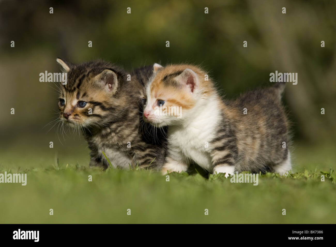 zwei kaetzchen auf Wiese, two kitten on a meadow Stock Photo