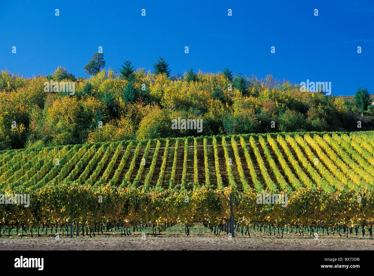Rows of grape vines at Cristom Vineyards, Eola Hills, Willamette Valley, Oregon. Stock Photo
