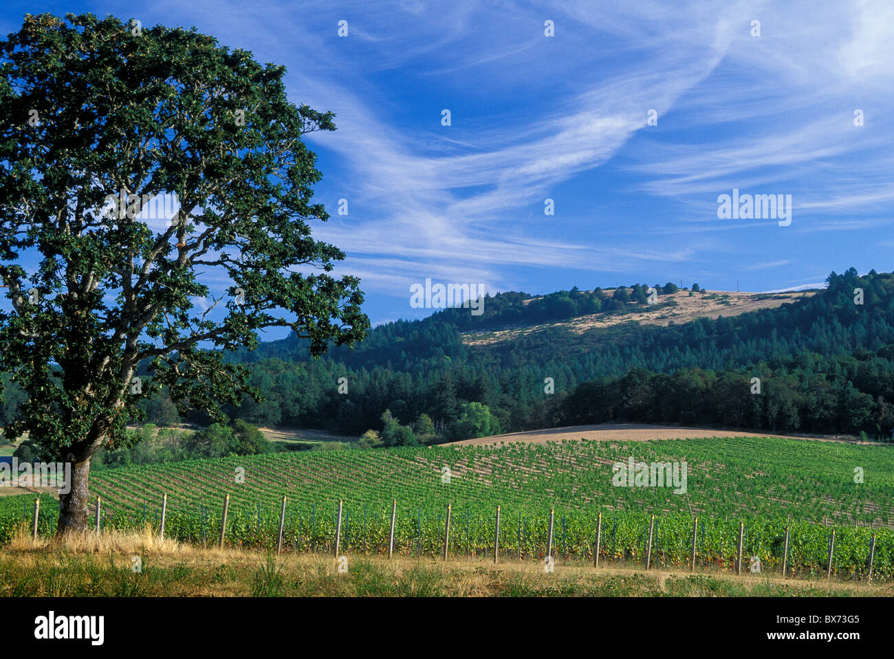 Eola Hills Winery vineyards, Willamette Valley, Oregon. Stock Photo