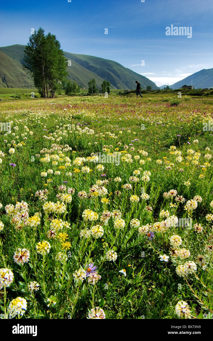 flowers in a mountain valley in sichuan, china Stock Photo