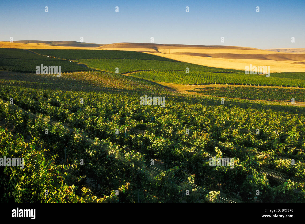 Rows of wine grape vines at Seven Hills Vineyards with wheat fields in the distance, Walla Walla Valley, southeastern Washington Stock Photo