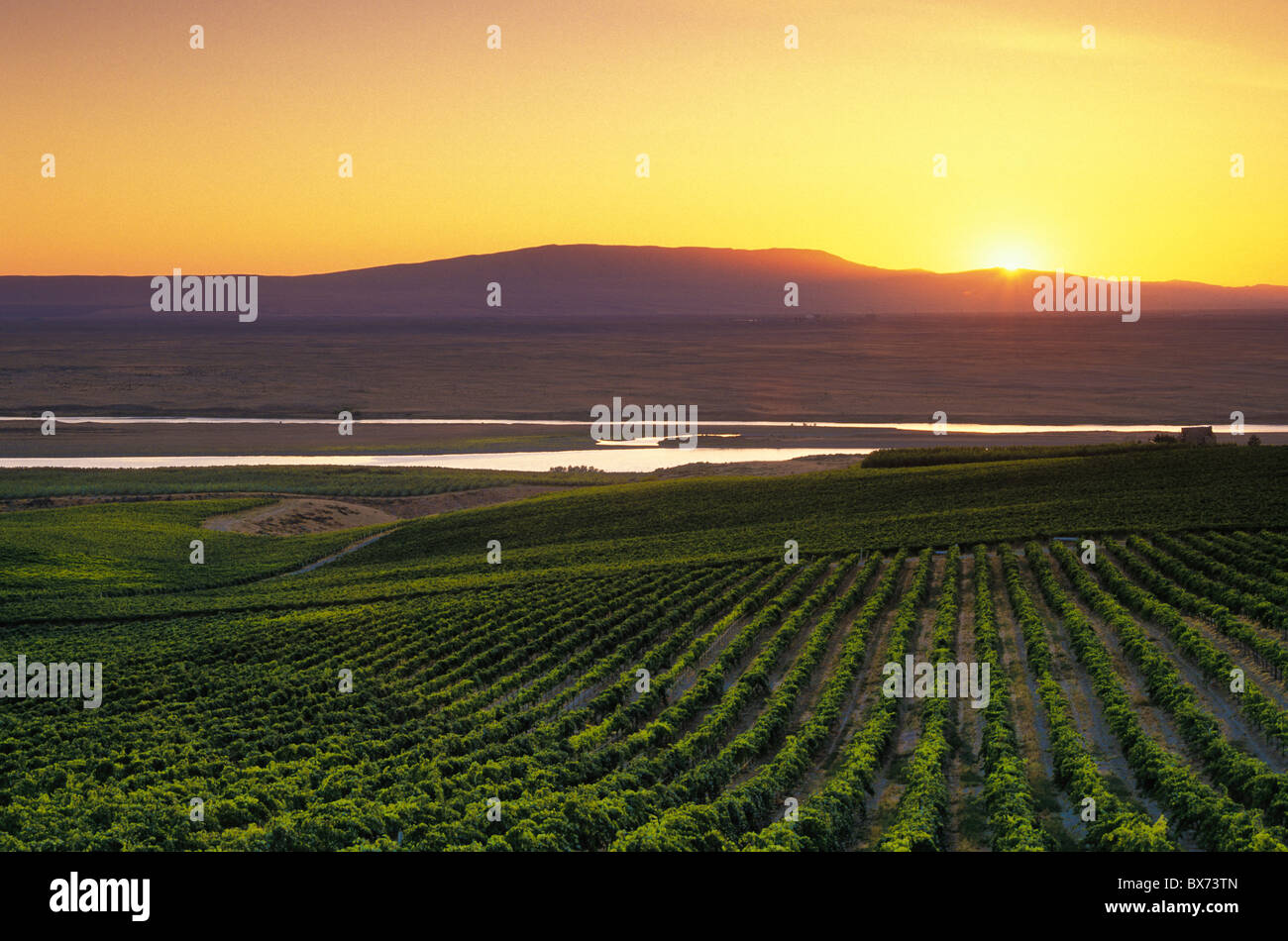 Sunset over the Columbia River, Hanford nuclear site, Rattlesnake Mountain from Sagemoor Vineyards, Columbia Valley, Washington. Stock Photo