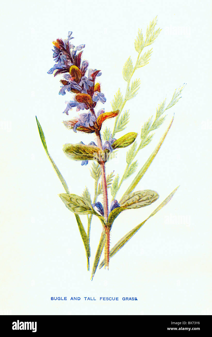 Bugle (Ajuga reptans) and Tall Fescue Grass (Festuca arundinacea), from Familiar Wild Flowers by F. Edward Hulme Stock Photo