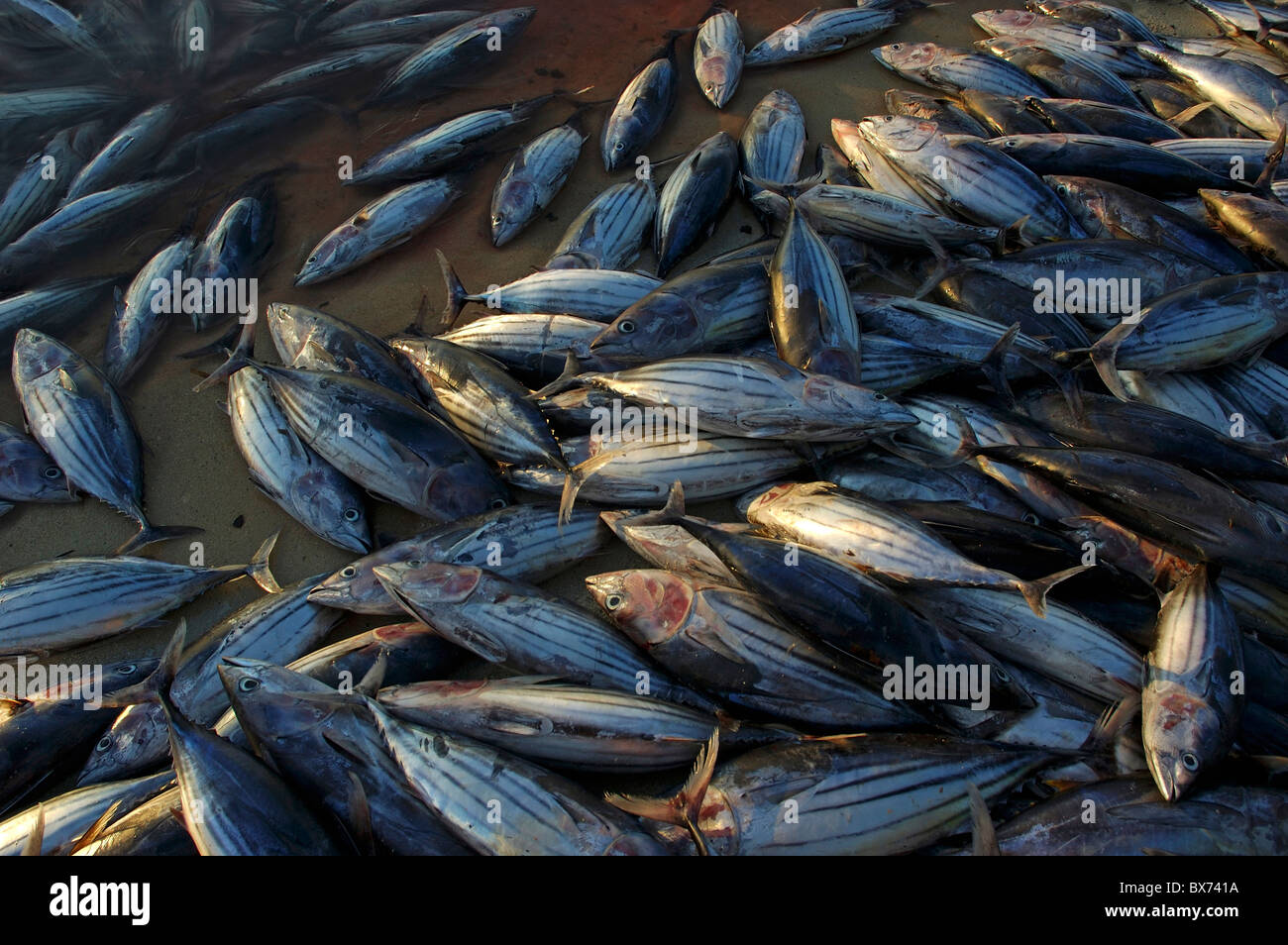 Fish tape hi-res stock photography and images - Alamy