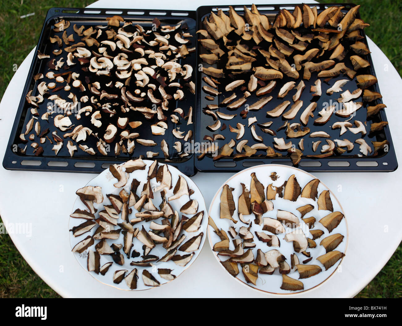 Freshly picked mushrooms, drying Stock Photo Alamy