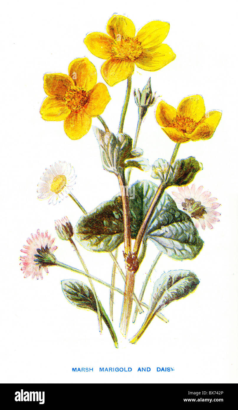 Marsh Marigold (Caltha palustris) and Daisy (Bellis perennis), from Familiar Wild Flowers by F. Edward Hulme Stock Photo