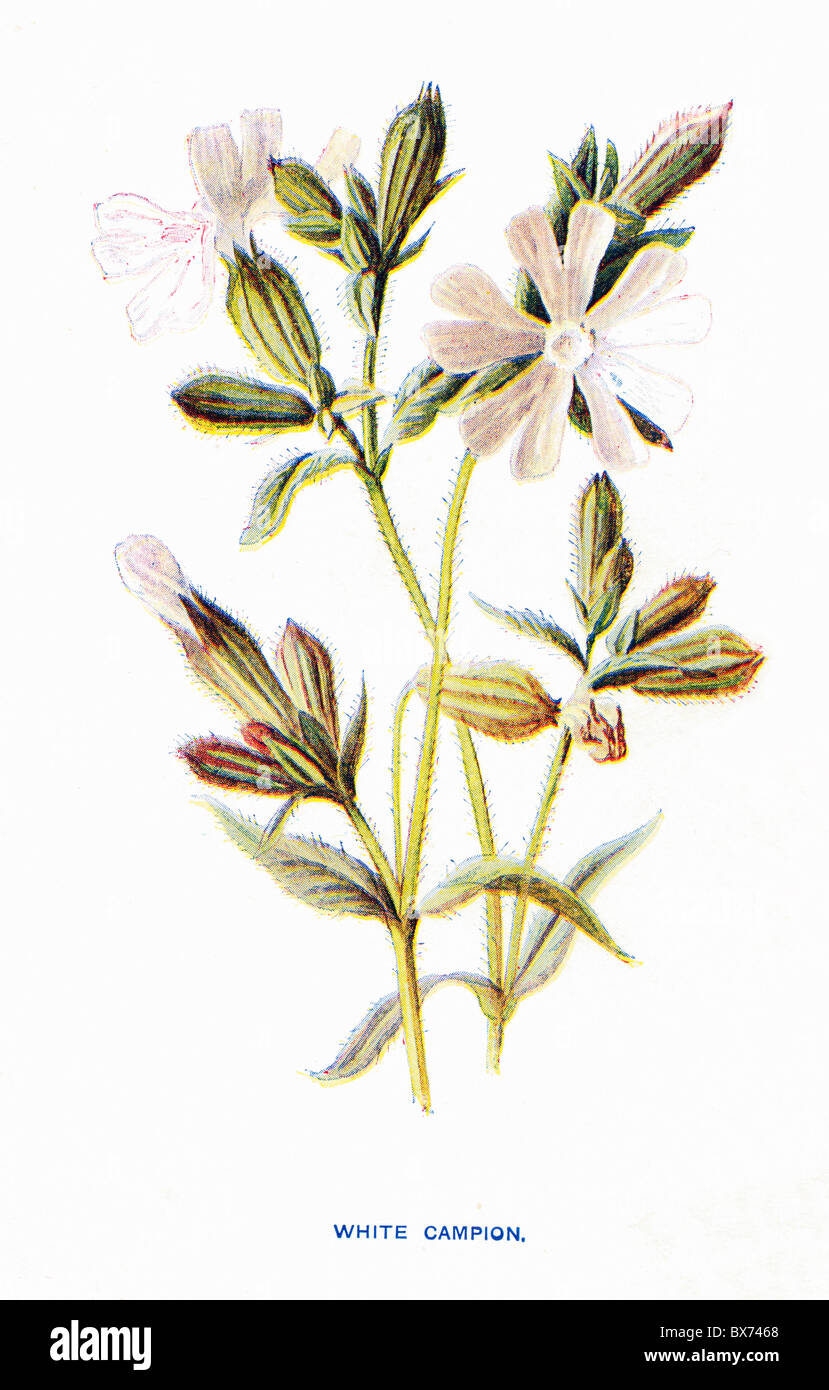 White Campion (Silene Alba) from Familiar Wild Flowers by F. Edward Hulme; Colour Lithograph Stock Photo