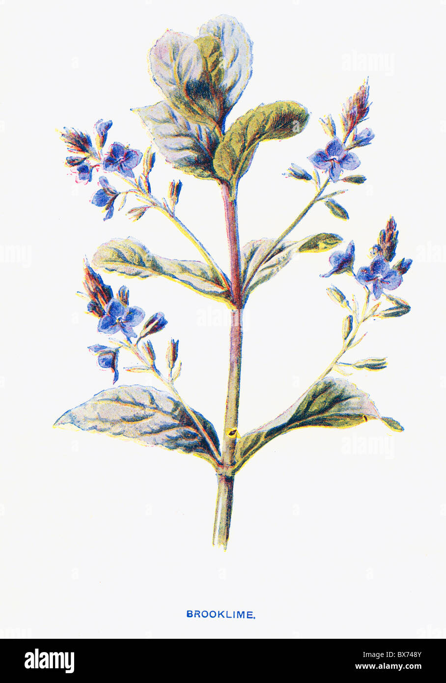 Brooklime (Veronica beccabunga) from Familiar Wild Flowers by F. Edward Hulme; Colour Lithograph Stock Photo