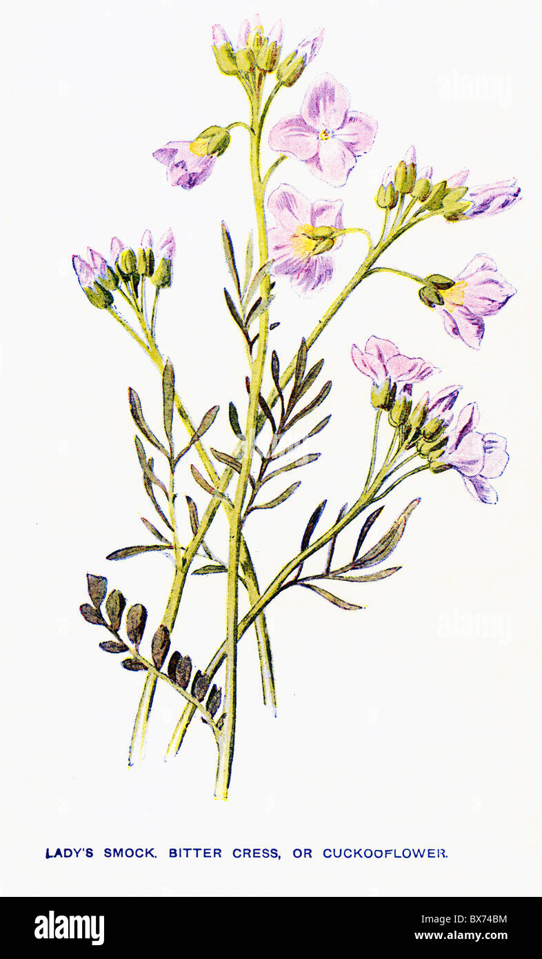 Lady's Smock, Bitter Cress, or Cuckooflower (Cardamine pratensis) from Familiar Wild Flowers by F. Edward Hulme Stock Photo