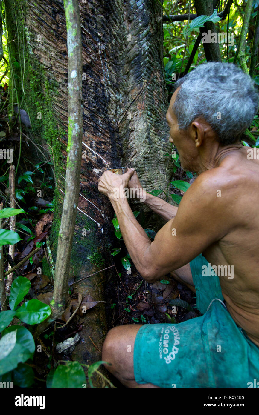 Taking latex from a rubber tree in the forest of Belem, Brazil, South America Stock Photo
