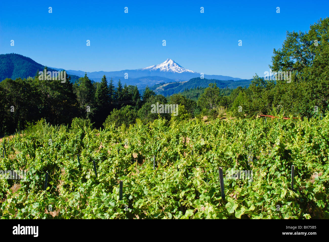 Vineyards and Mount Hood view from Wind River Cellars winery above the Columbia River at Husum, Washington. Stock Photo