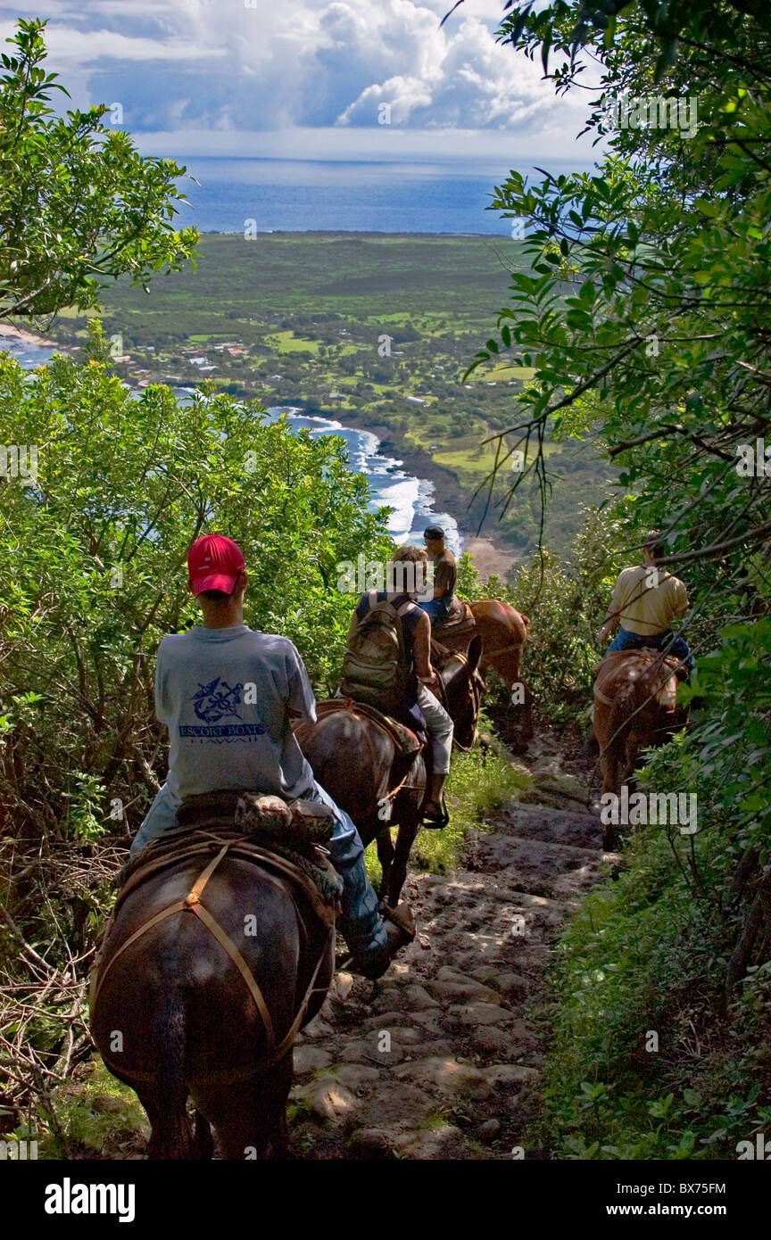 Molokai Mule Ride tour to Kalaupapa National Historic Park; Molokai, Hawaii. Stock Photo