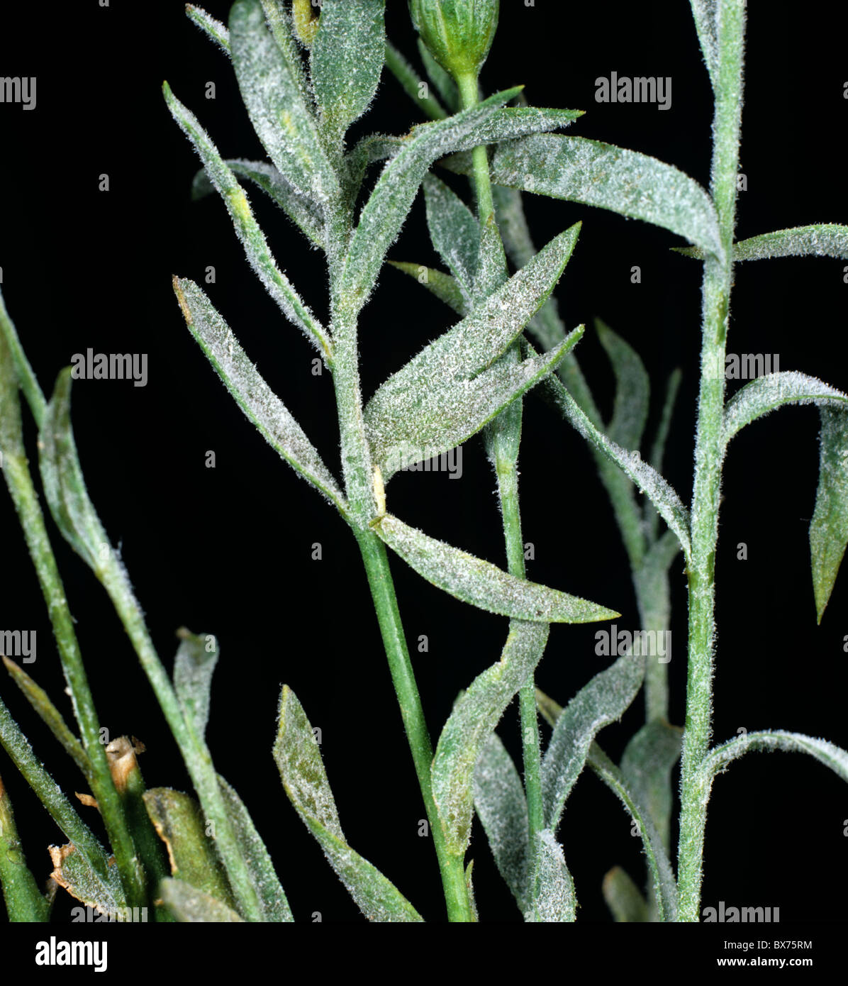 Powdery mildew (Oidium lini) infection of linseed plants Stock Photo