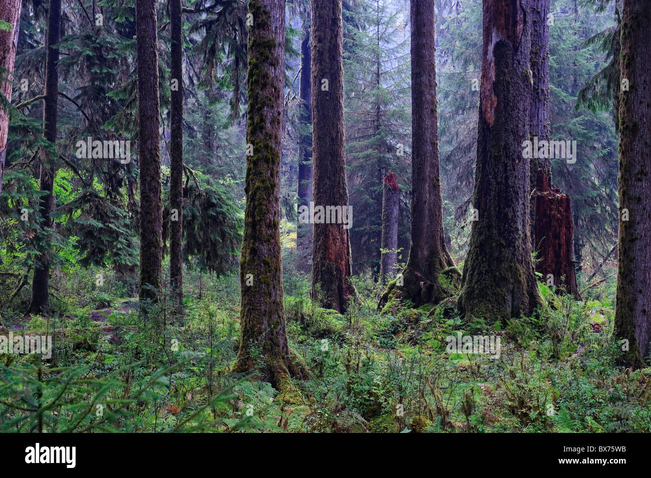 Hoh Rainforest Olympic National Park Washington Stock Photo 2290419057 ...