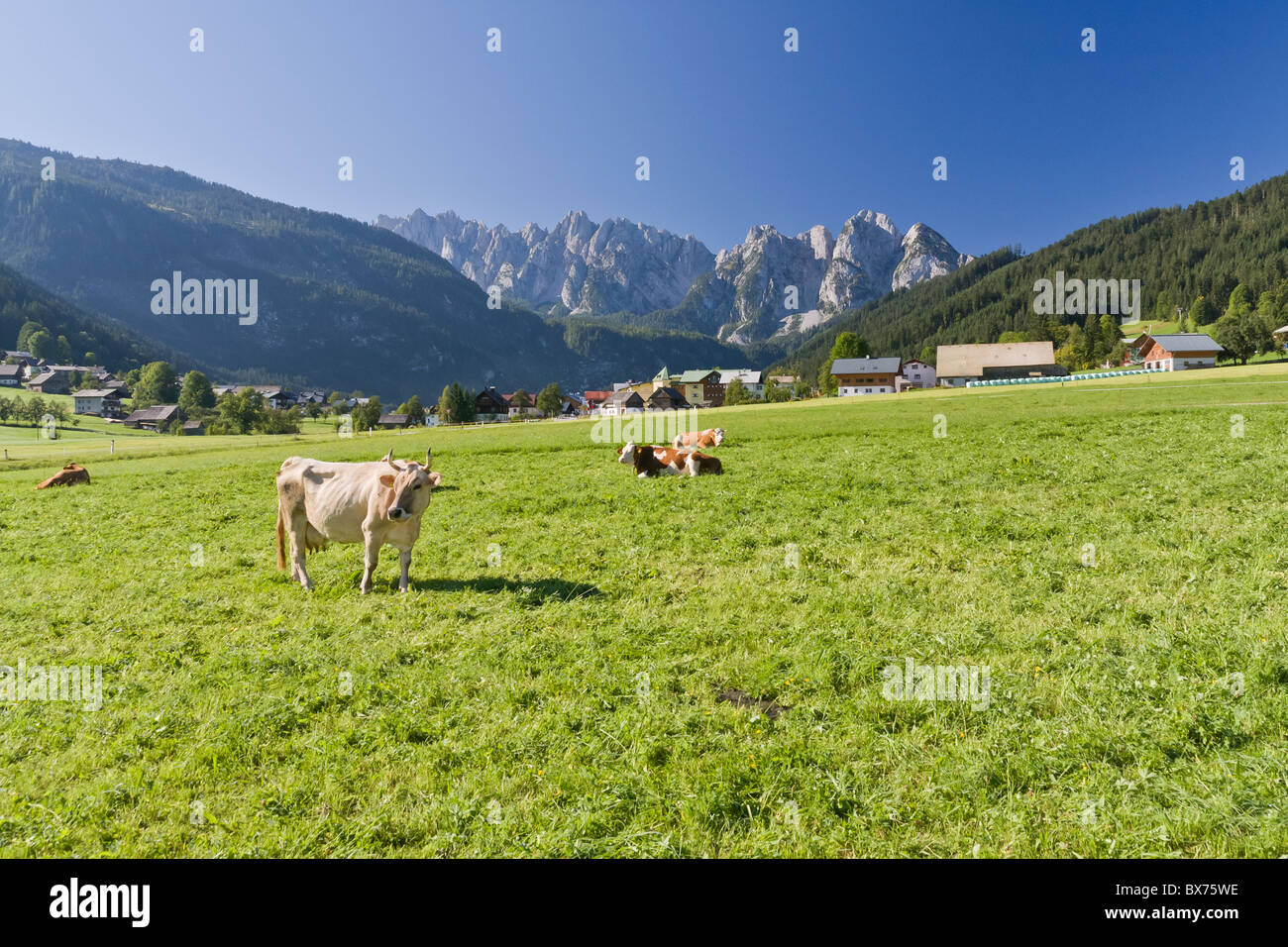 grazing cows on alpine pasture Stock Photo