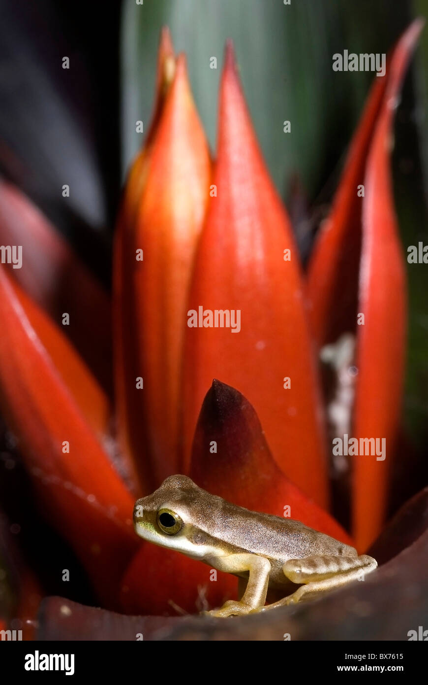 Masked tree frog,