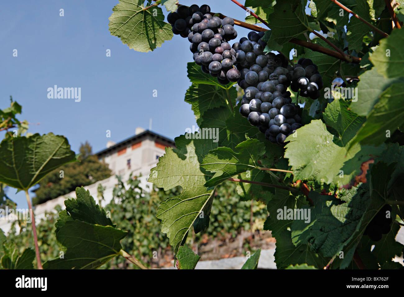 Vinohrady vineyard, grapes, wine, Villa Grebovka, Havlickovy sady Stock ...