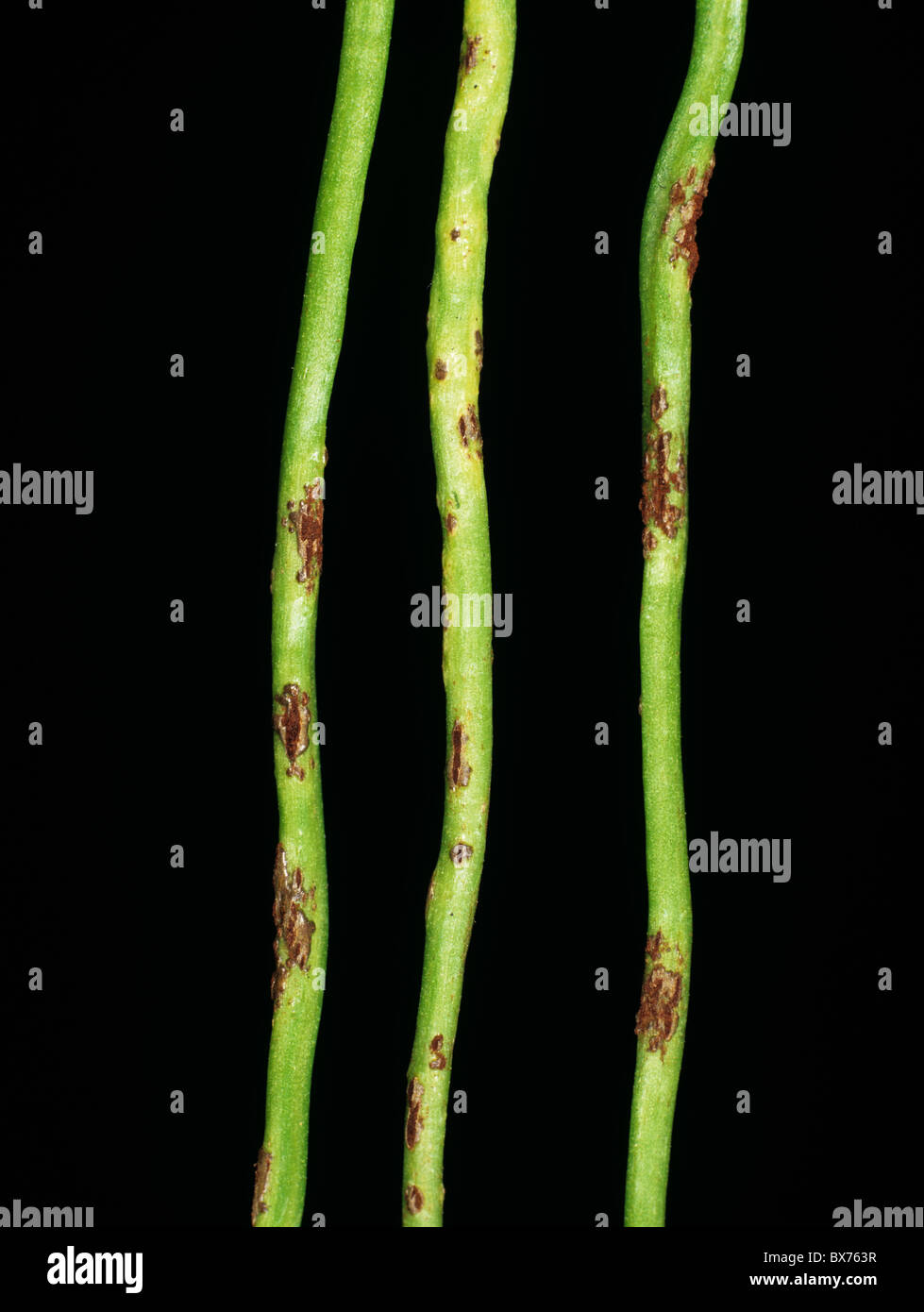 Clover rust (Uromyces nerviphilus) pustules on the underside of white clover petioles Stock Photo