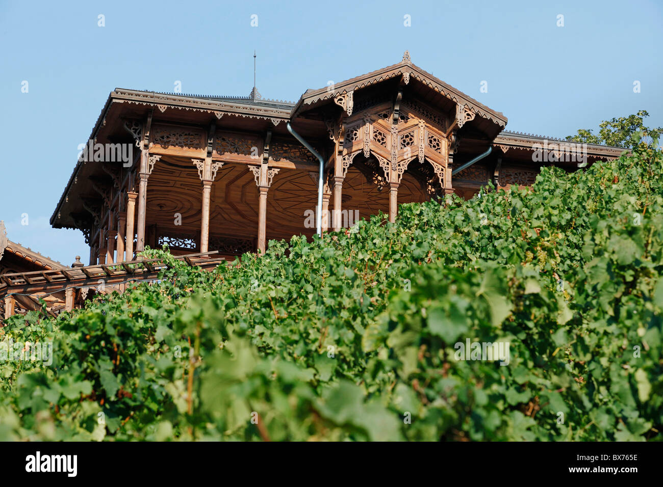 Vinohrady vineyard, grapes, wine, Villa Grebovka, Havlickovy sady Stock  Photo - Alamy