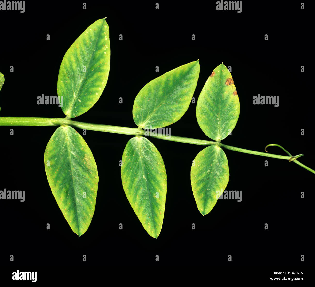 Manganese deficiency (Mg) deficiency symptom on a pea leaf Stock Photo