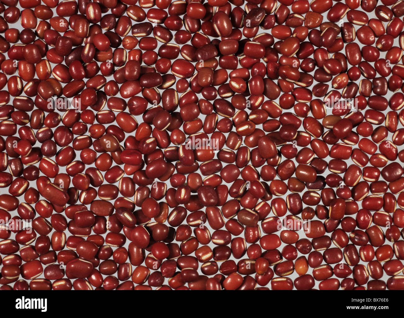 Azuki beans (Vigna angularis) seeds used in oriental cooking as a paste Stock Photo