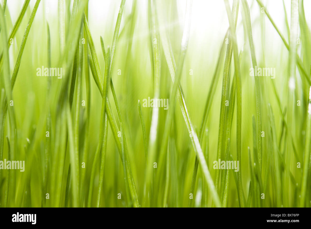 green grass Stock Photo