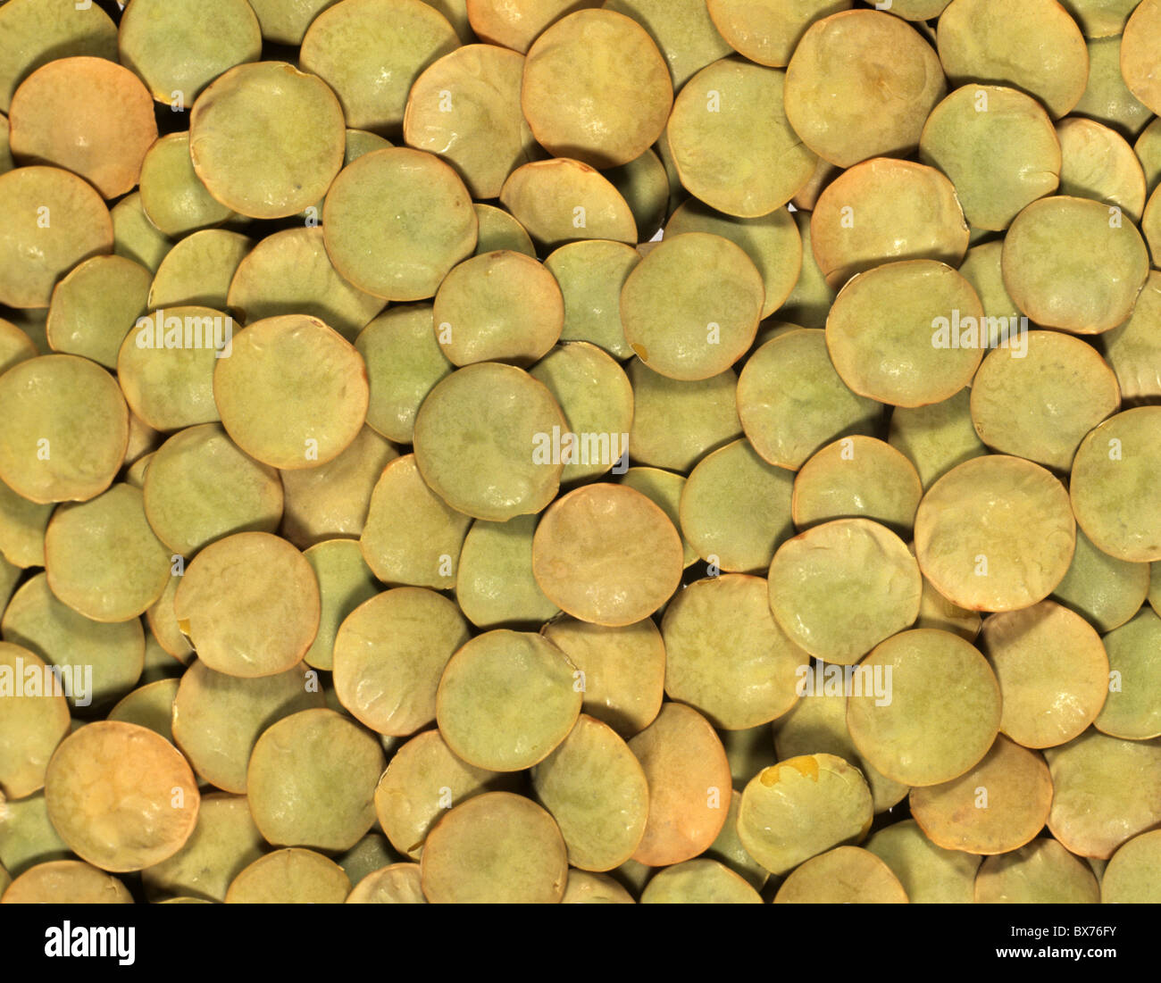 Green lentils (Lens culinaris) prepared for cooking a Canadian variety Stock Photo