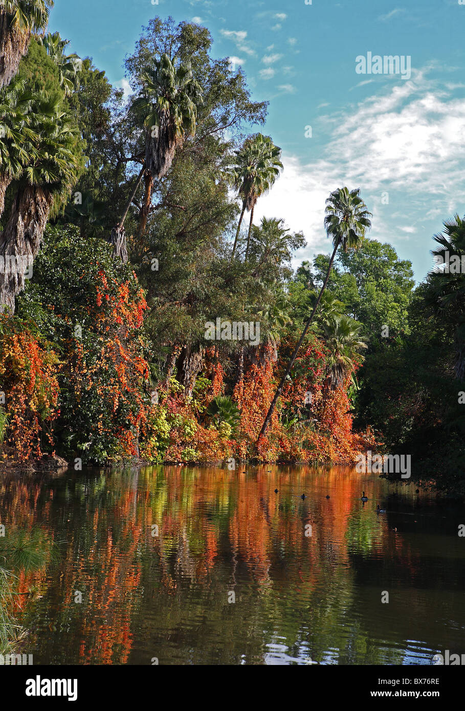 Colorful reflecting Fall pond with trees in California in December Stock Photo