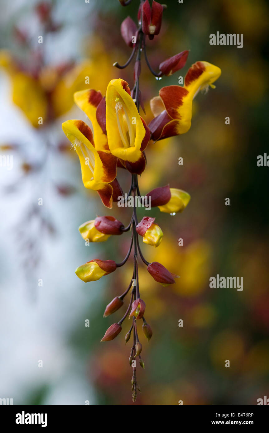 The beautiful pendulous Indian Clock Vine Flowers - Thunbergia mysorensis or Mysore trumpetvine Stock Photo