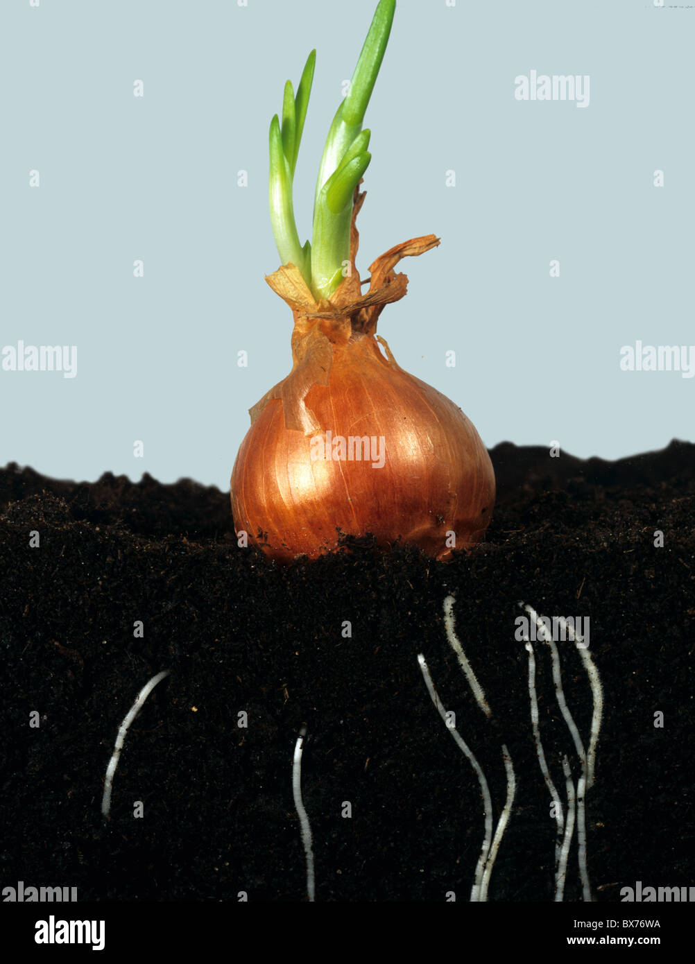 Onion bulb beginning to shoot and develop roots in the soil Stock Photo