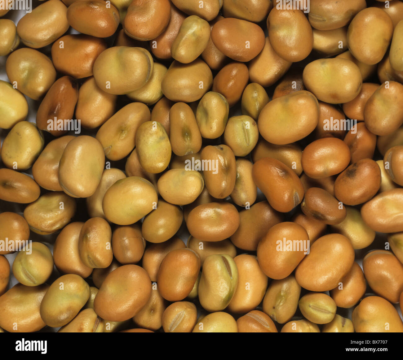 Field bean (Vicia faba) seeds Stock Photo