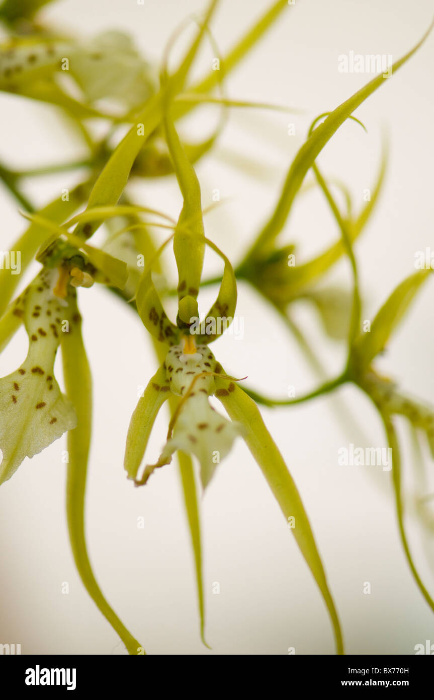 Spider orchid hybrids - Brassica Rex Stock Photo