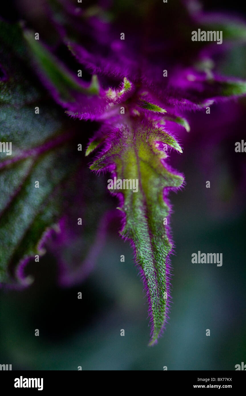Purple Velvet Plant - Gynura sarmentosa Stock Photo
