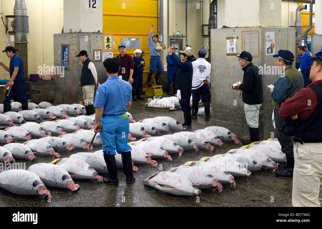 The worlds largest fish hires stock photography and images Alamy
