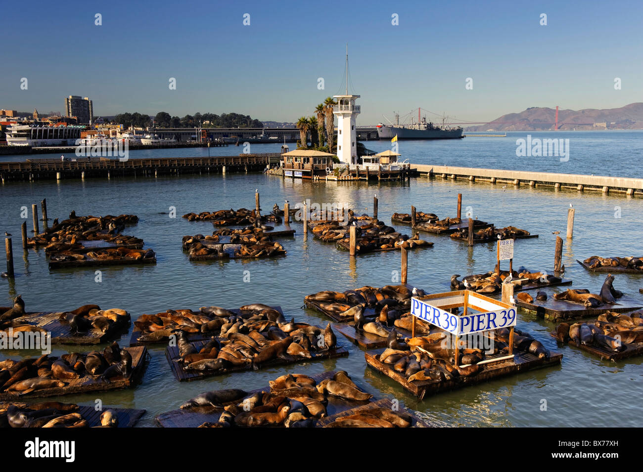 Sea Lions at Fisherman's Wharf, San Francisco, USA Stock Photo - Alamy