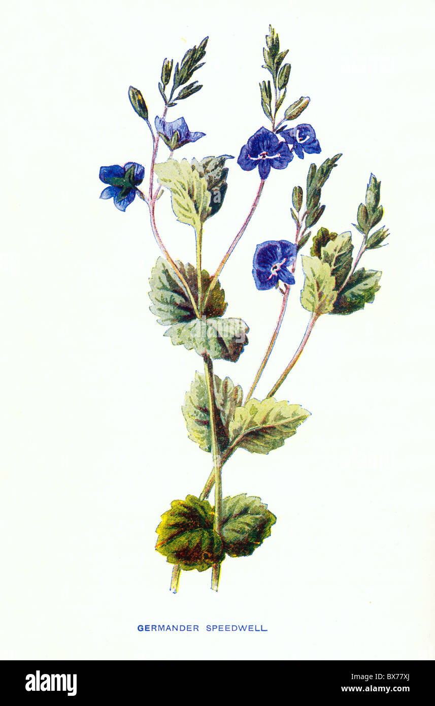 Germander Speedwell (Veronica Chamaedrys) from Familiar Wild Flowers by F. Edward Hulme; Colour Lithograph Stock Photo