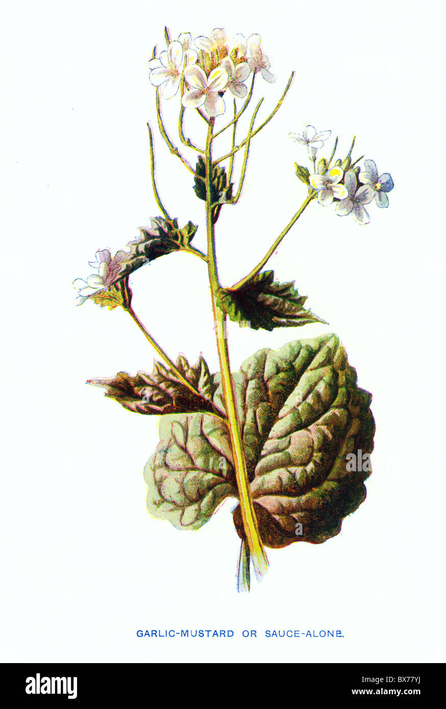 Garlic Mustard or Sauce-alone (Alliaria petiolata) from Familiar Wild Flowers by F. Edward Hulme; Colour Lithograph Stock Photo
