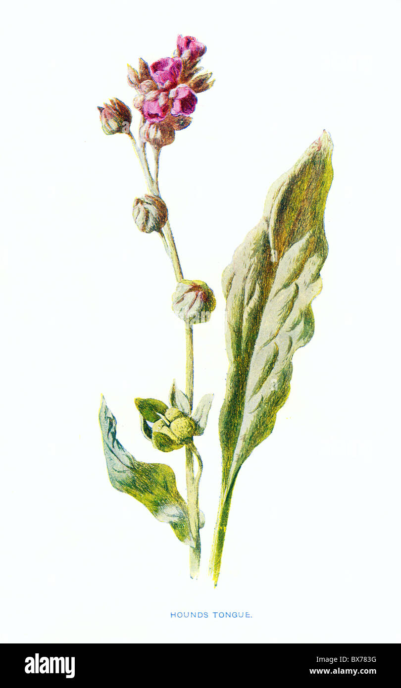 Hound's Tongue (Cynoglossum officinale) from Familiar Wild Flowers by F. Edward Hulme; Colour Lithograph Stock Photo