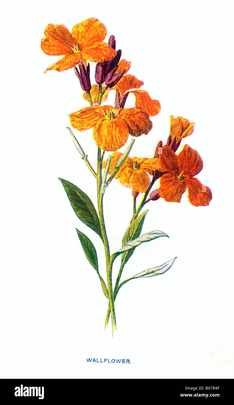 Wallflower (Cheiranthus cheiri) from Familiar Wild Flowers by F. Edward Hulme; Colour Lithograph Stock Photo