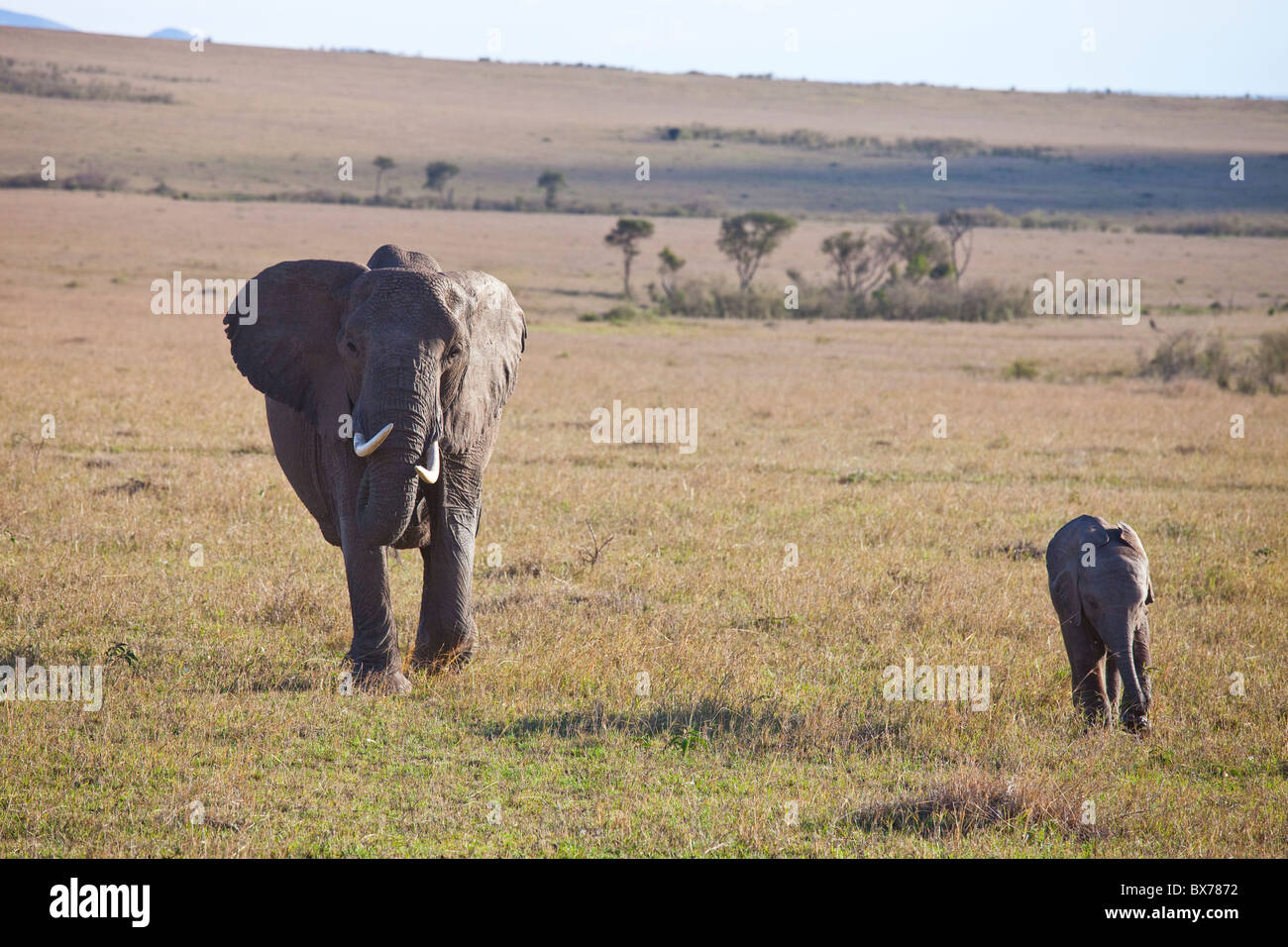 Elephants, Masai Mara, Kenya Stock Photo